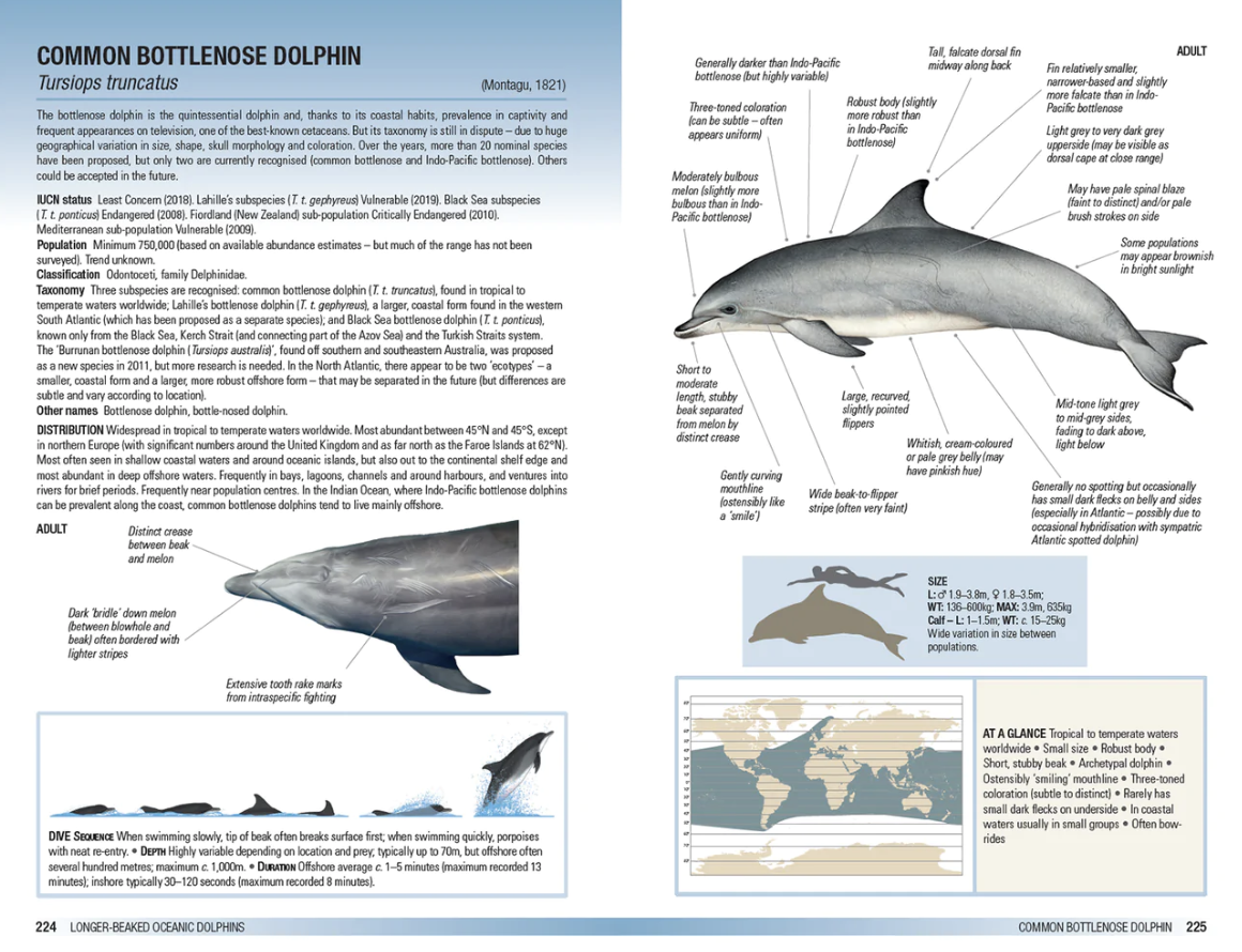 Field Guide to Whales, Dolphins and Porpoises